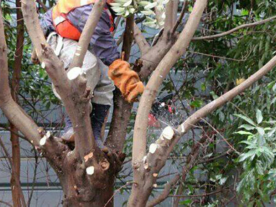 一戸建て 庭木の枝落とし