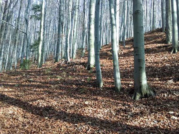 山林伐採 伐根 除根工事