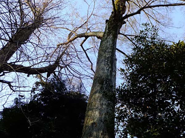 大木切り 伐根 除根工事